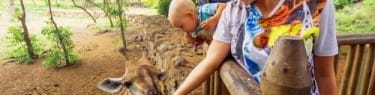 スペインの動物園でキリンに餌をやる男女。 スペインの動物園でキリンに餌をやる男女。