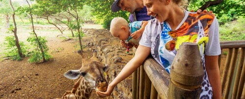 スペインの動物園でキリンに餌をやる男女。