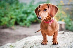 スペイン（スペイン）の岩の上に立つダックスフント犬。