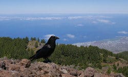 スペインの海を見下ろす岩の上にとまる黒いカラス。