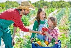 スペインの畑で男性と子供たちが野菜を収穫している。