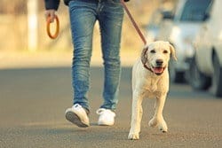 スペインで女性がリードにつないで犬の散歩をしている。