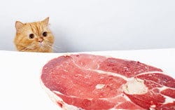 スペインで猫が肉片を見つめています。