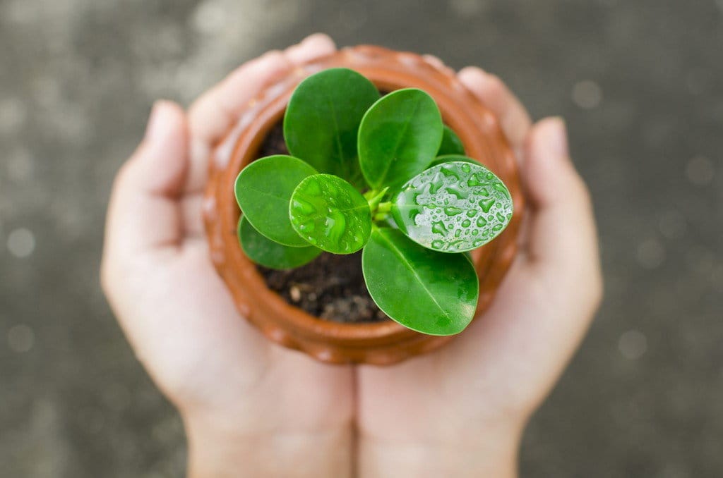 スペインの影響をほのめかした鉢に小さな植物を持っている人の手。