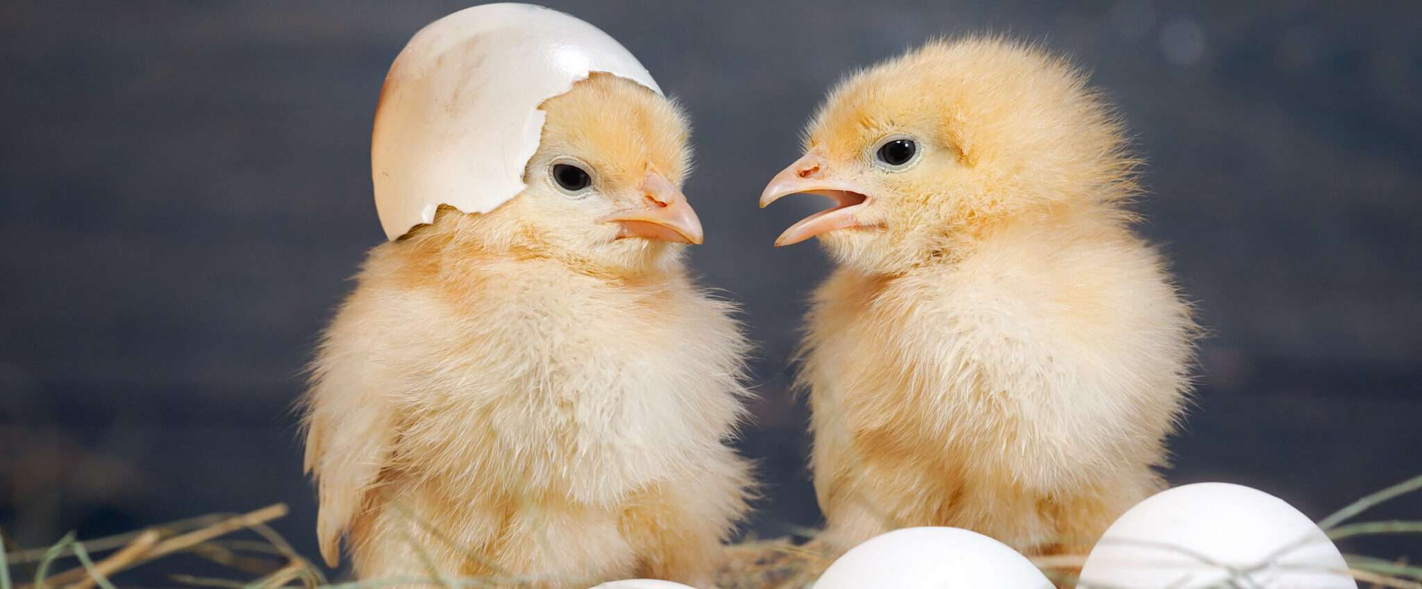 スペインでは2羽の鶏が卵の上に座っています。 スペインでは2羽の鶏が卵の上に座っています。