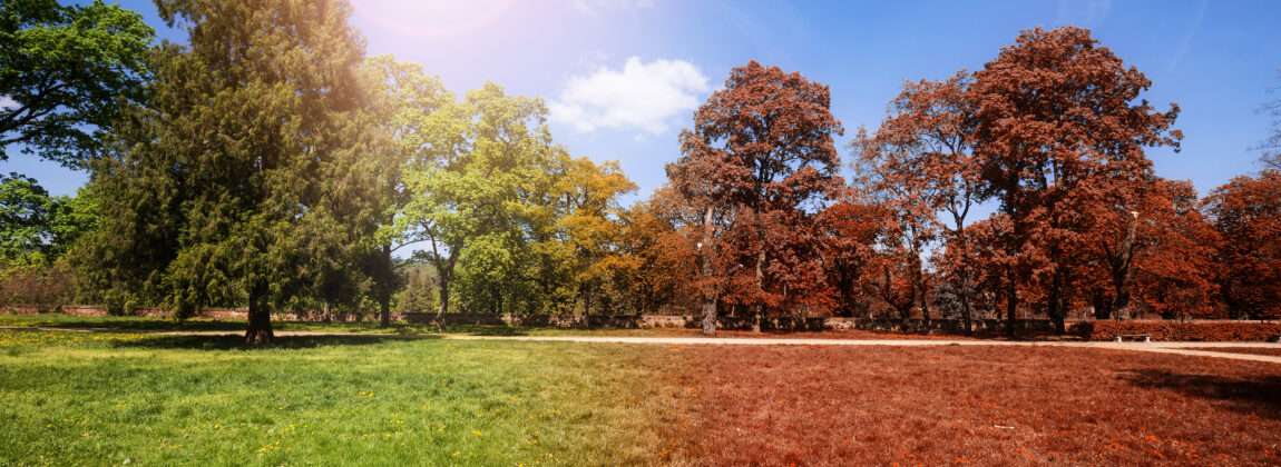 スペイン
木々や草のある公園に太陽が輝いています。