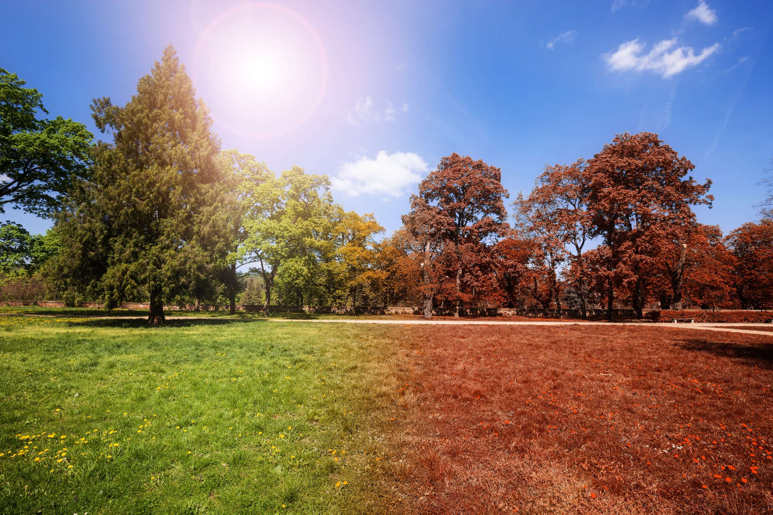 スペイン
木々や草のある公園に太陽が輝いています。