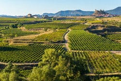 スペインの田舎にあるブドウ畑の景色。