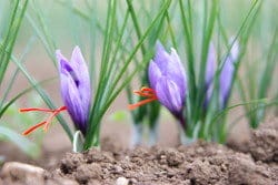 スペインの地面に生えるサフランの花。