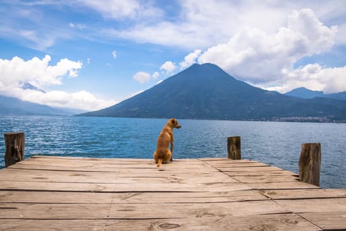 スペインの水域の前の波止場に犬が座っている。