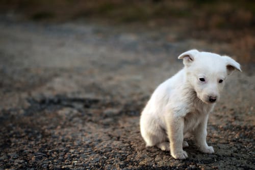 スペインの砂利道に座っている白い犬。