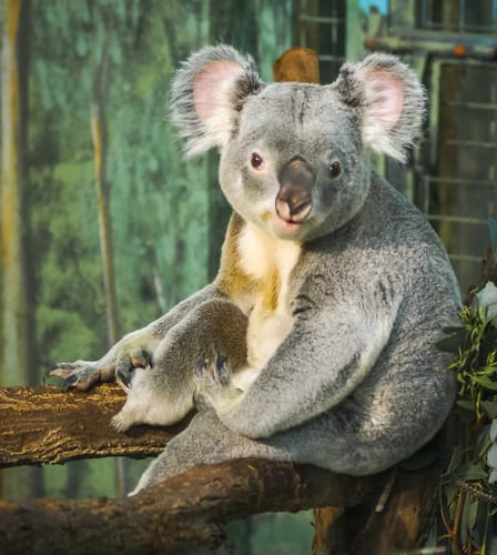 コアラは動物園の枝に座っています。