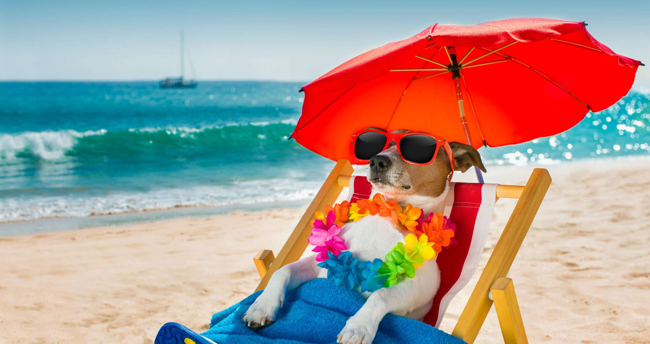犬がビーチチェアでくつろいでいます。