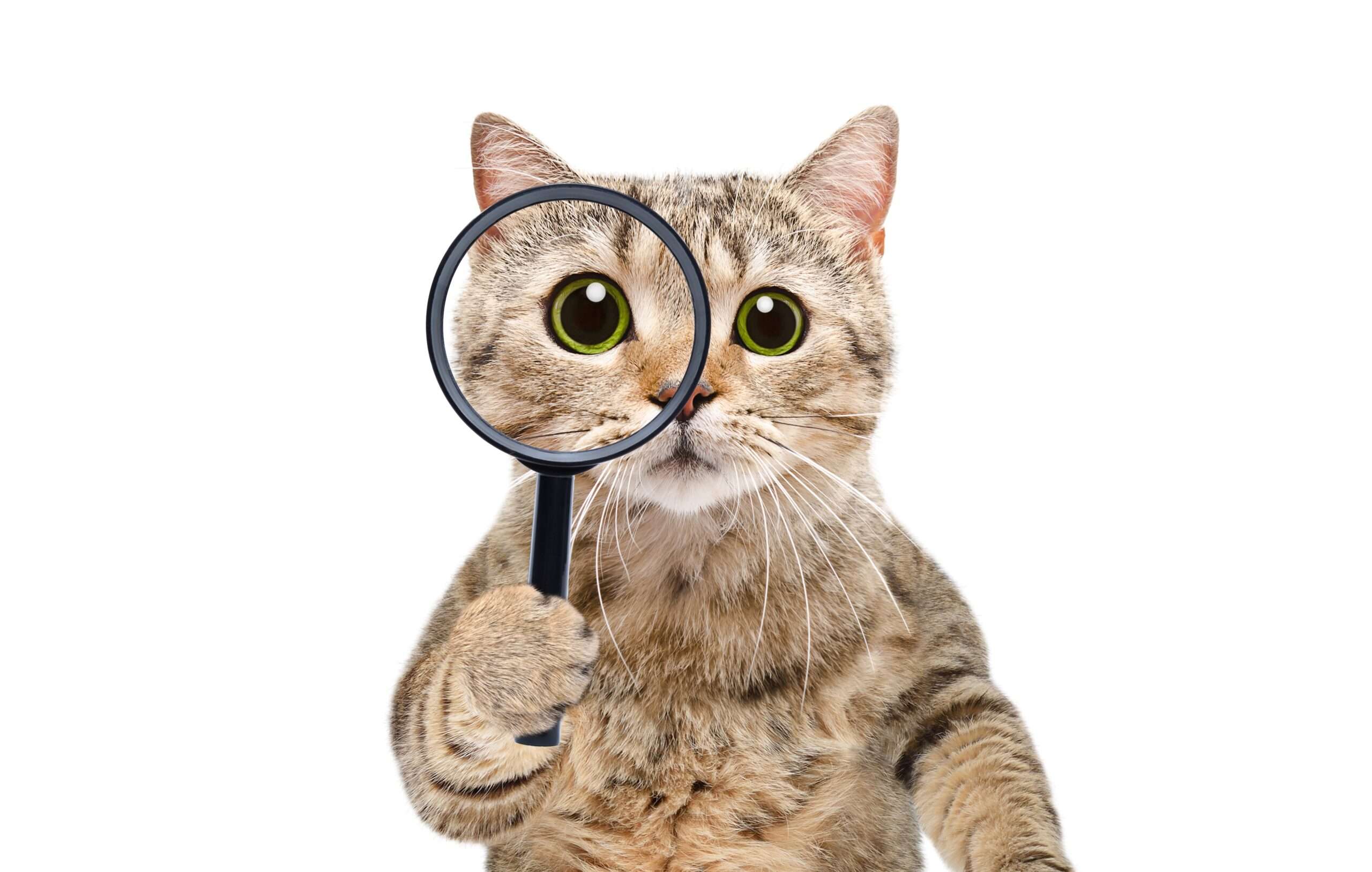 虫眼鏡を覗いているスペイン猫。