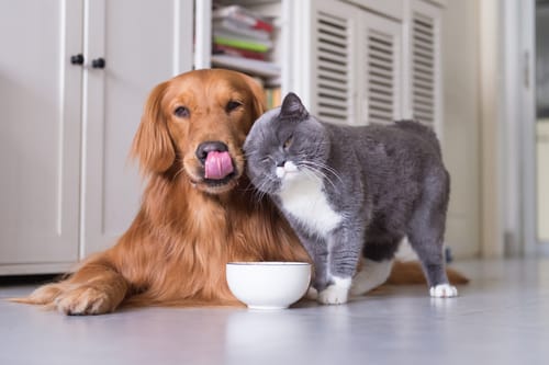 スペインの猫と犬がご飯を舐めています。