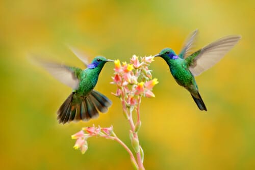 スペインの花を食べる2羽のハチドリ。