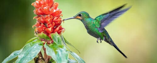 スペインでハチドリが赤い花を食べている。