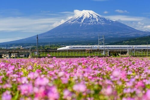 富士山を背景にピンク色の花畑の中を走る電車。