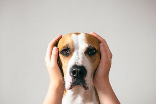 スペイン 人の手が犬の頭を覆っています。