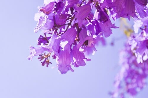 スペインの空を背景に枝に紫の花。