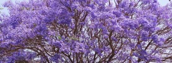 紫色の花が咲くスペインの木。