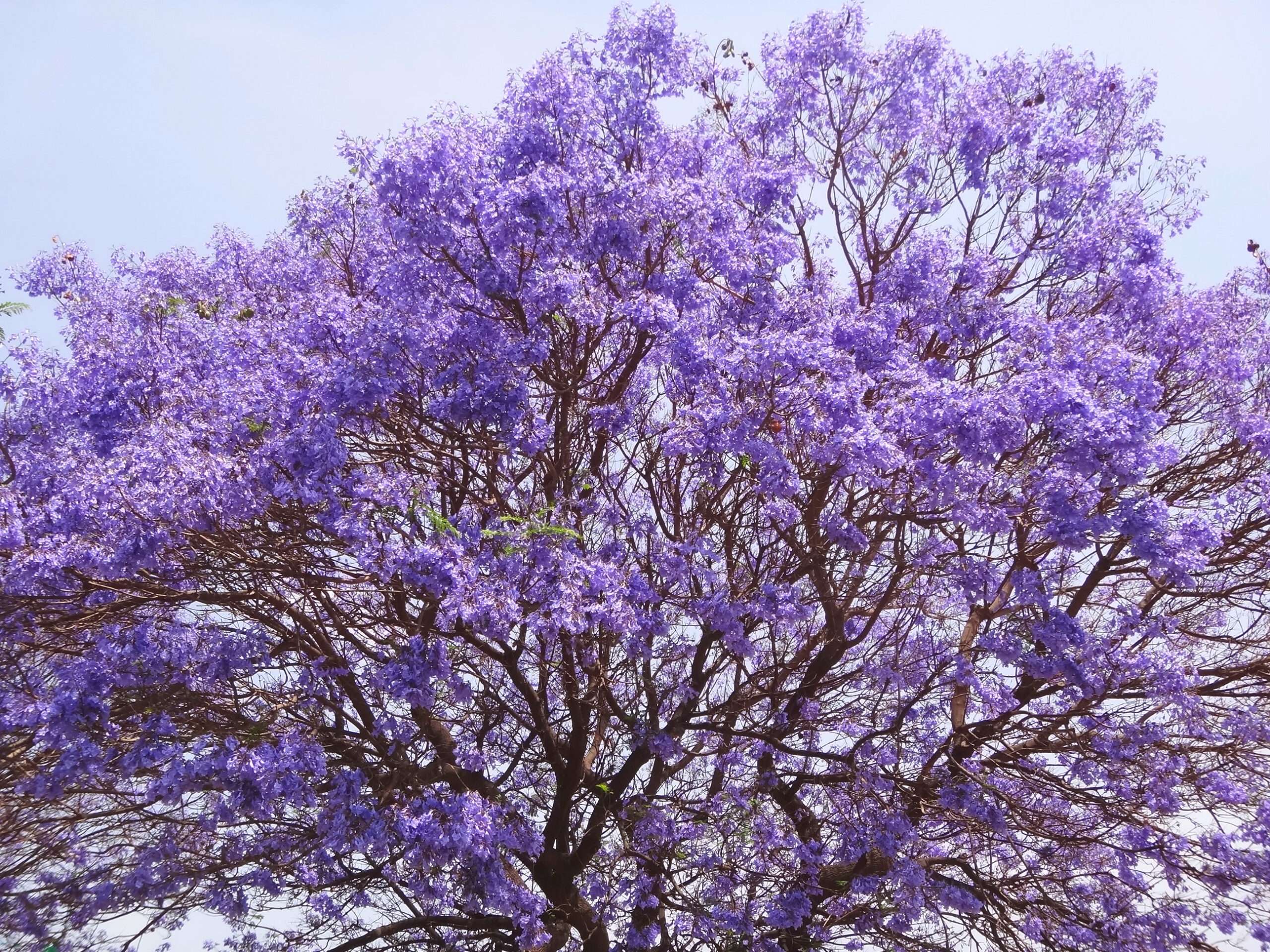 紫色の花が咲くスペインの木。