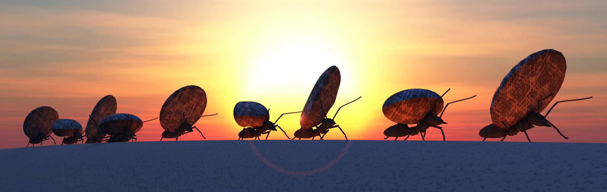 スペイン（スペイン）の日没時に一列に並ぶ昆虫のグループ。