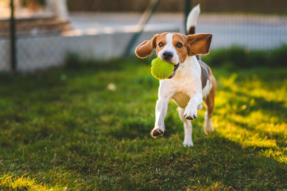 スペインの芝生の上で緑色のボールをくわえて走るビーグル犬。